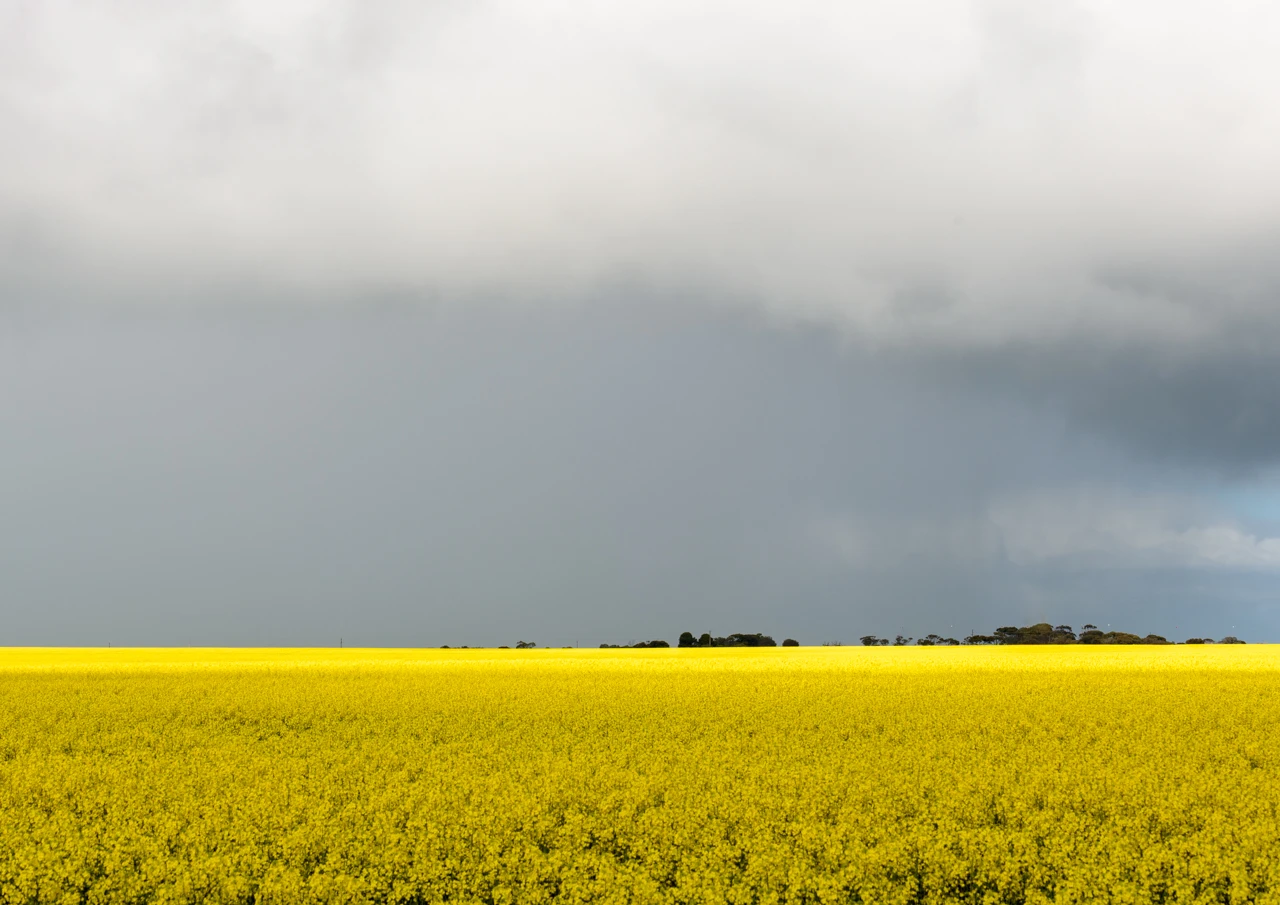 Vast fields and grey sky Vast fields of canola