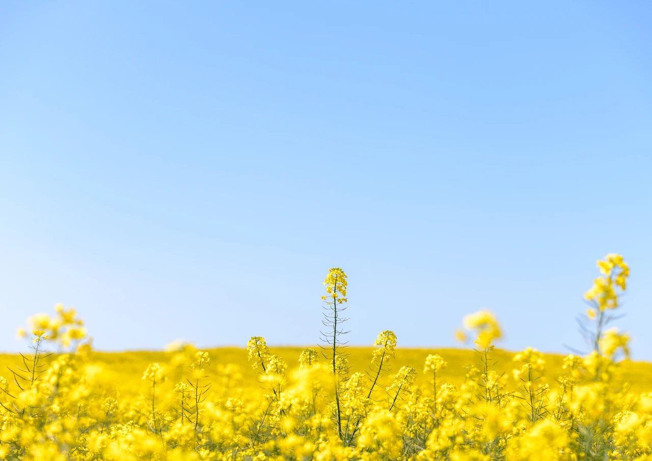 canola field and blue sky canola reaching for the sky