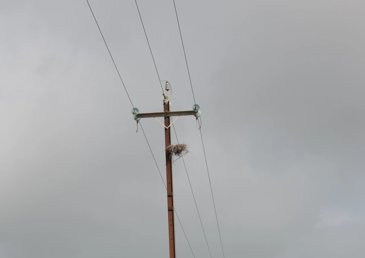 Bird on a wire Birds nest in power lines