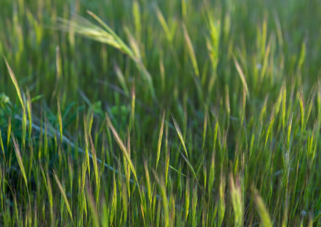Green grass in the setting sun