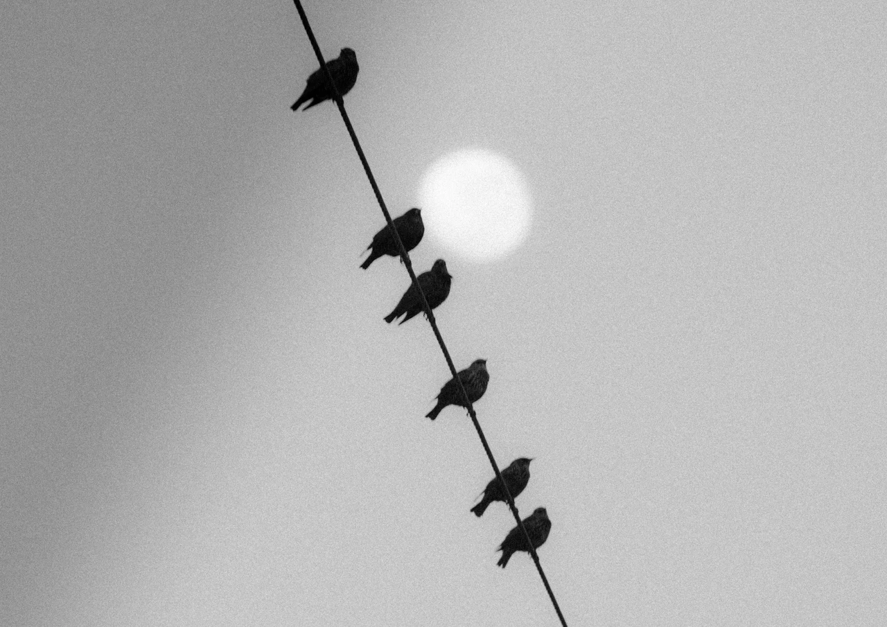 Birds in a row Birds on power lines with blurry moon in background