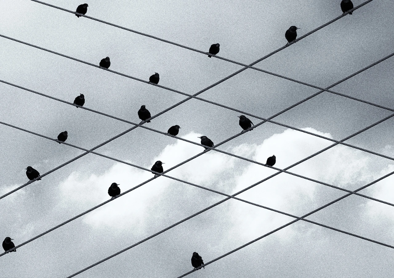 Birds playing noughts and crosses Birds playing noughts and crosses
