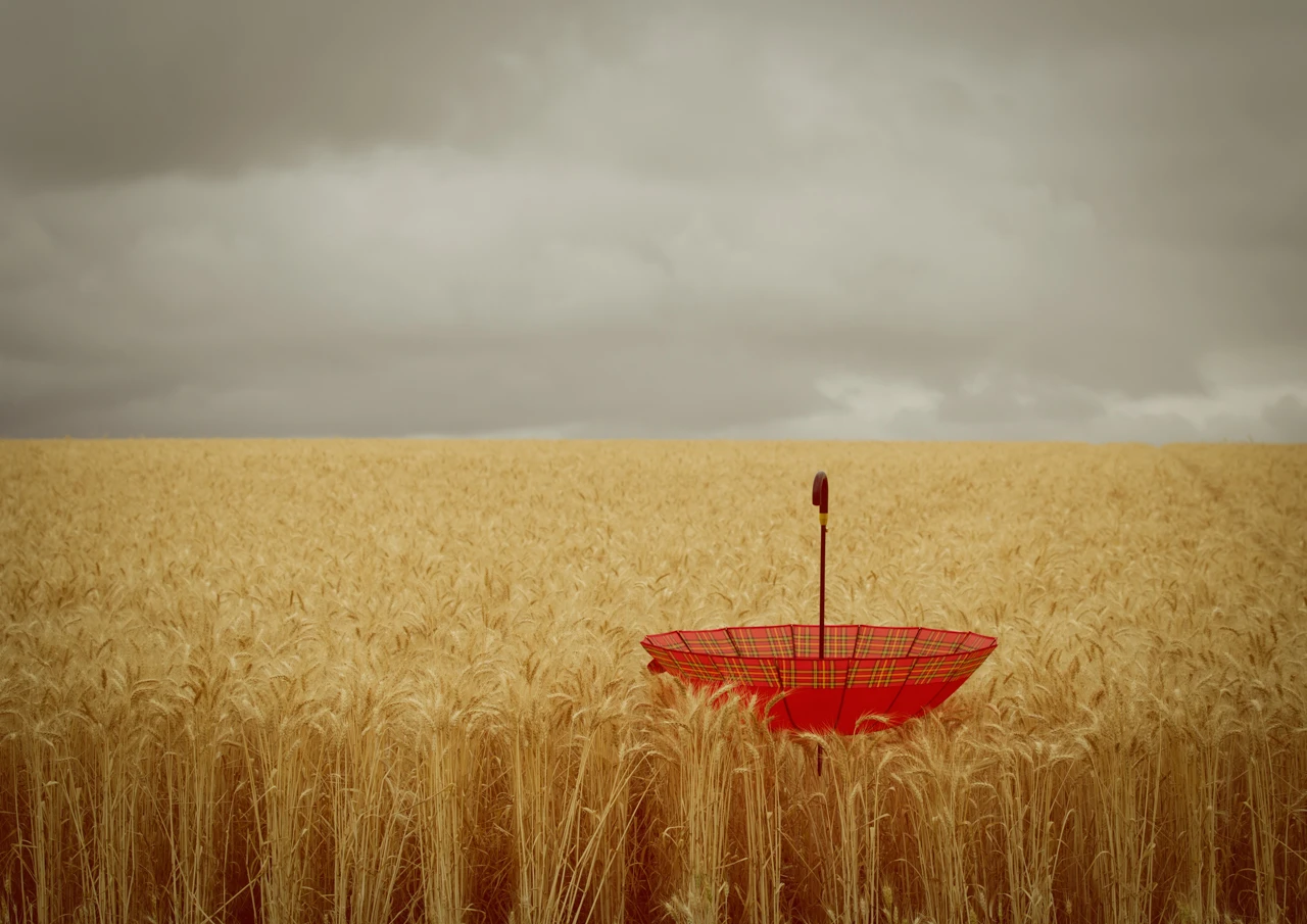My umbrella-Edit Red umbrella in the wheat field