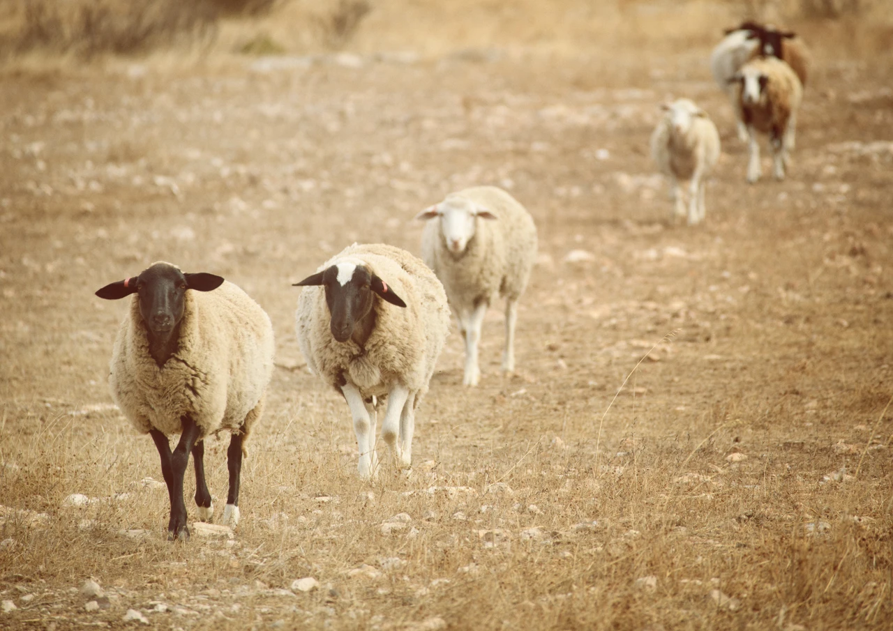 Sheep in a line vintage effect Sheep walking in the field vintage style