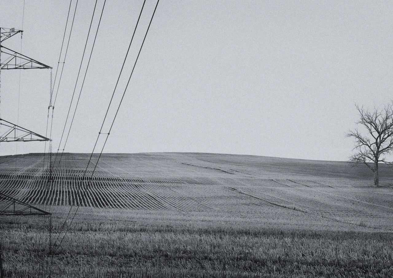 old tree and power lines in a wheat field black and white Old tree and field of wheat