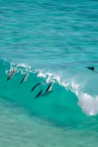 Dolphins playing in the waves