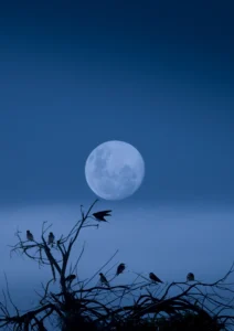 Blue birds in the moon l