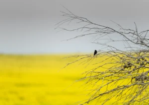 One bird and yellow canola field
