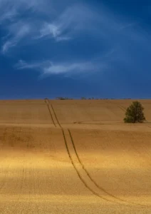 Golden wheat fields and a beautiful blue sky