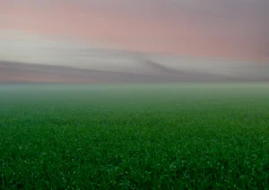 Green grass and pink sky