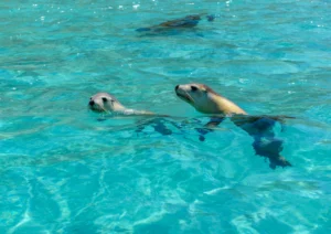 Two young sea lions playing around Althorpe Island, South Australia
