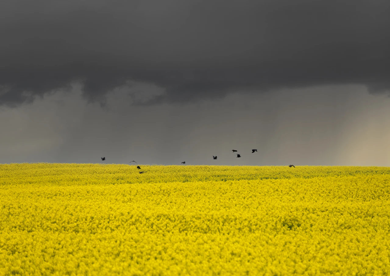 Crows in canola field Crows in a canola field with dark grey skies