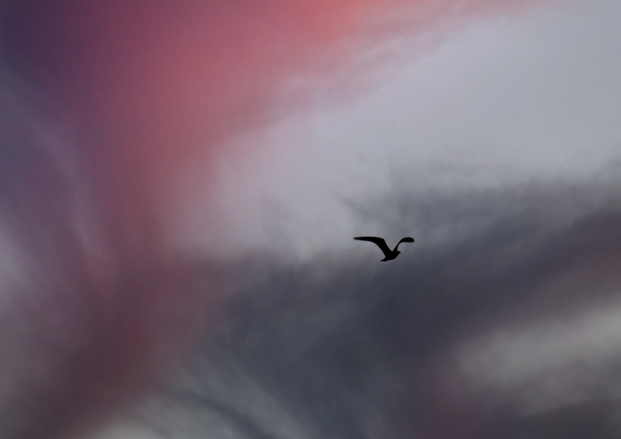 A seagull flying in an amazing pink and dark grey sky