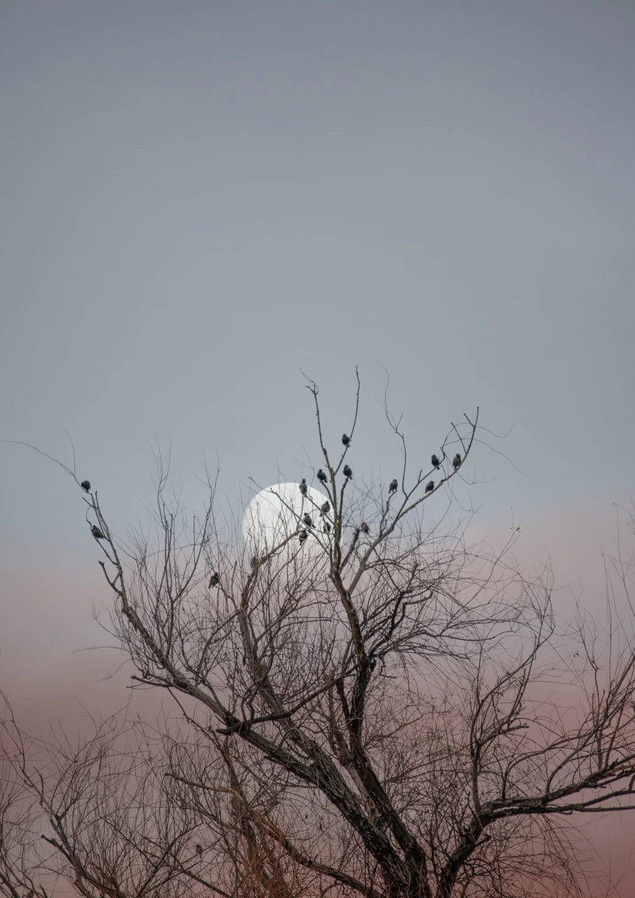 Birds in a dead tree at sunset