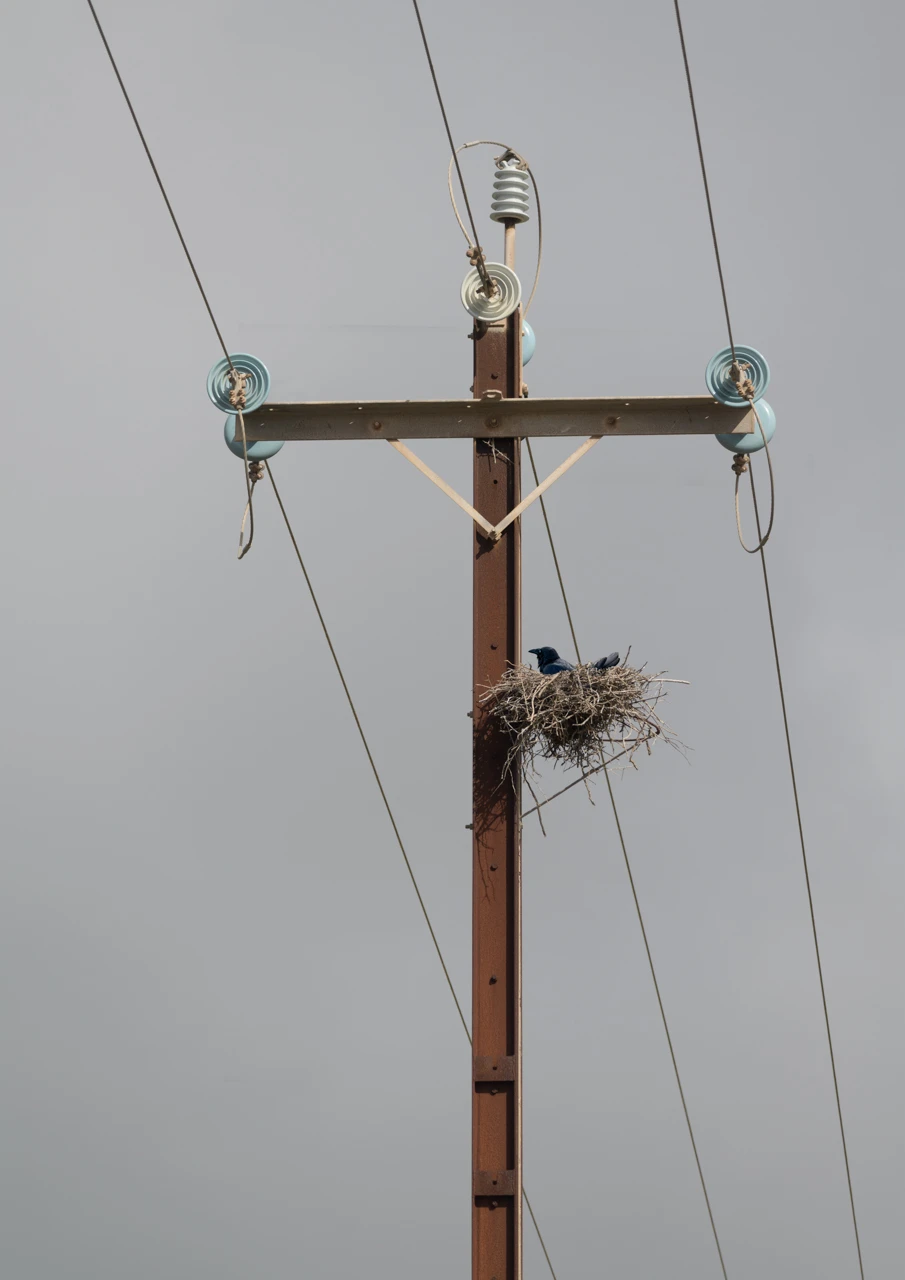 Birds nest up a power pole