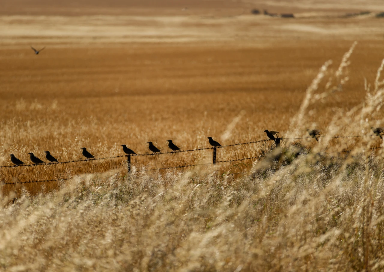 Black birds near a golden field sitting on the fence