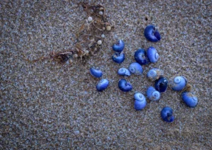 Blue seashells found at West cape Innes national Park