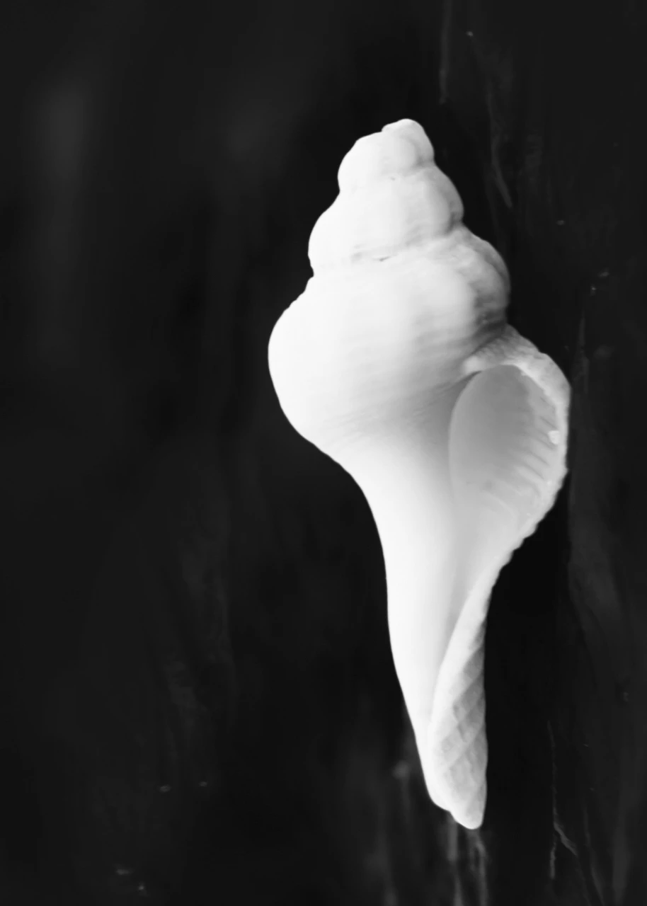 daytime light and night time shadows on a white shell
