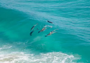 Dolphins swimming in the waves