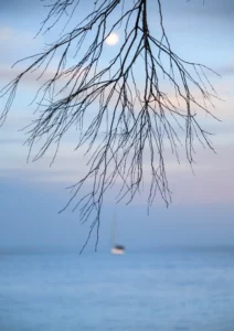 Dusk in the moonlight through an old tree on the beach
