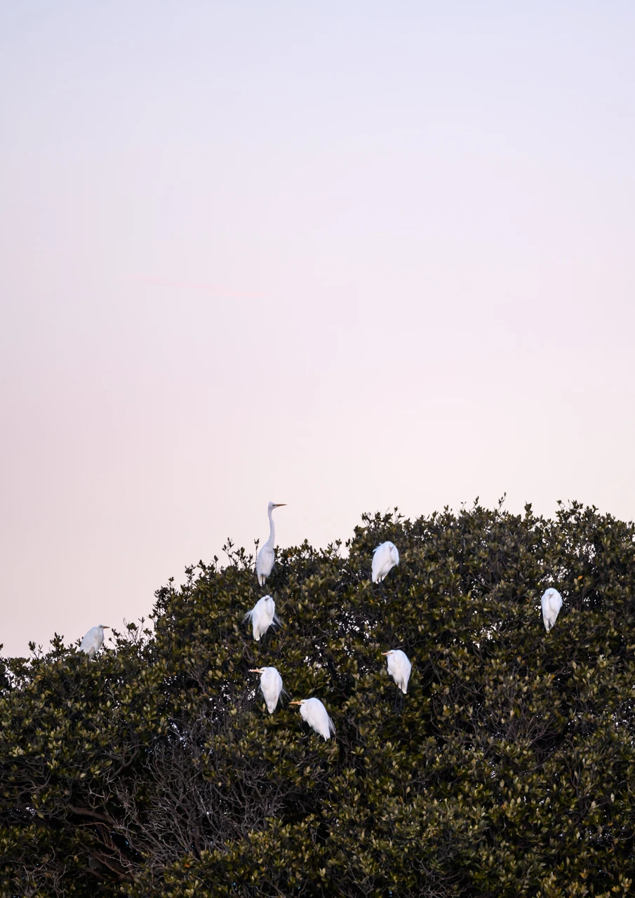Egrets at Port Clinton in the mangroves at sunset