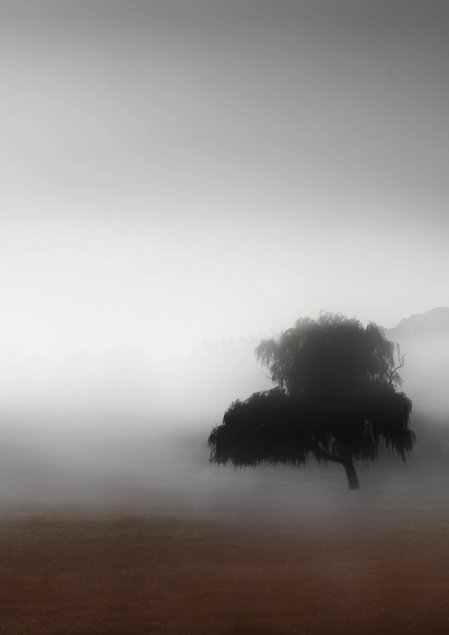 Foggy morning and one tree