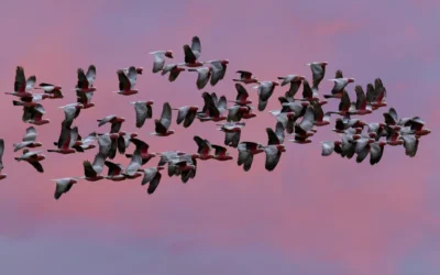 Photographing birds in the Australian skies