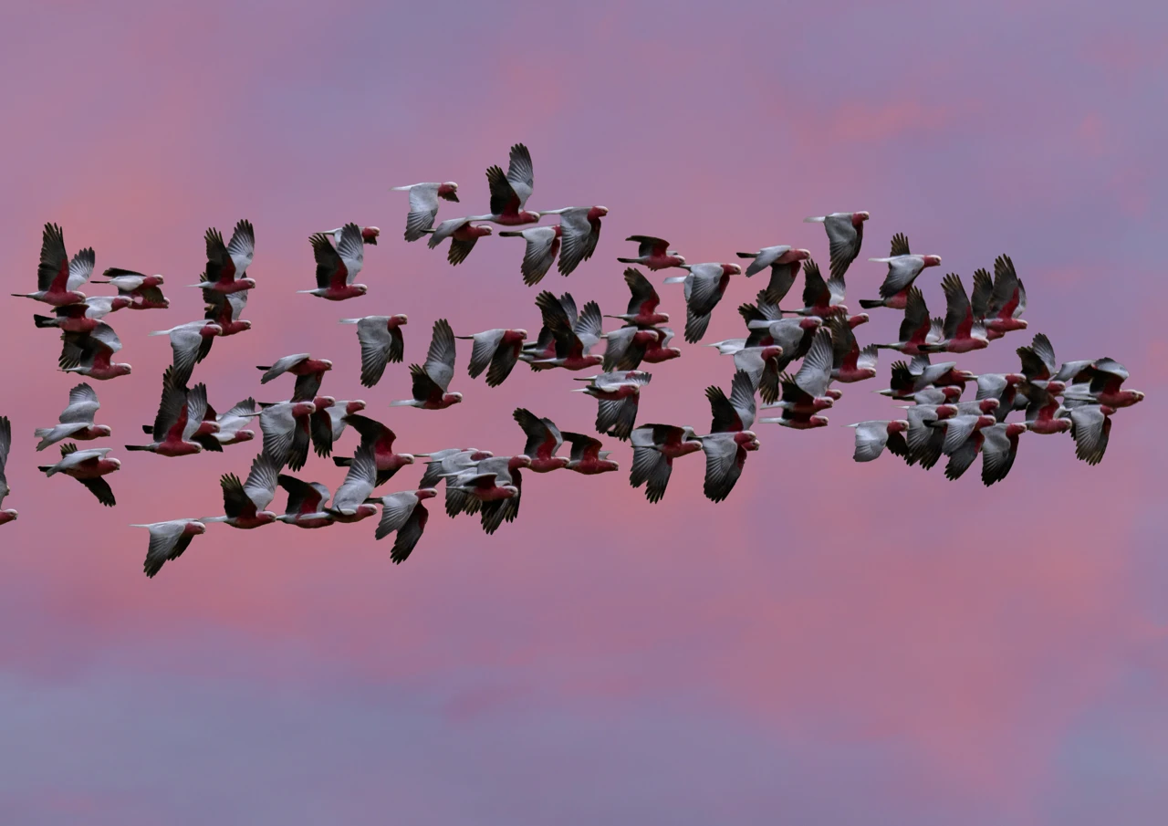 Pink galahs flying in a pink and red sky