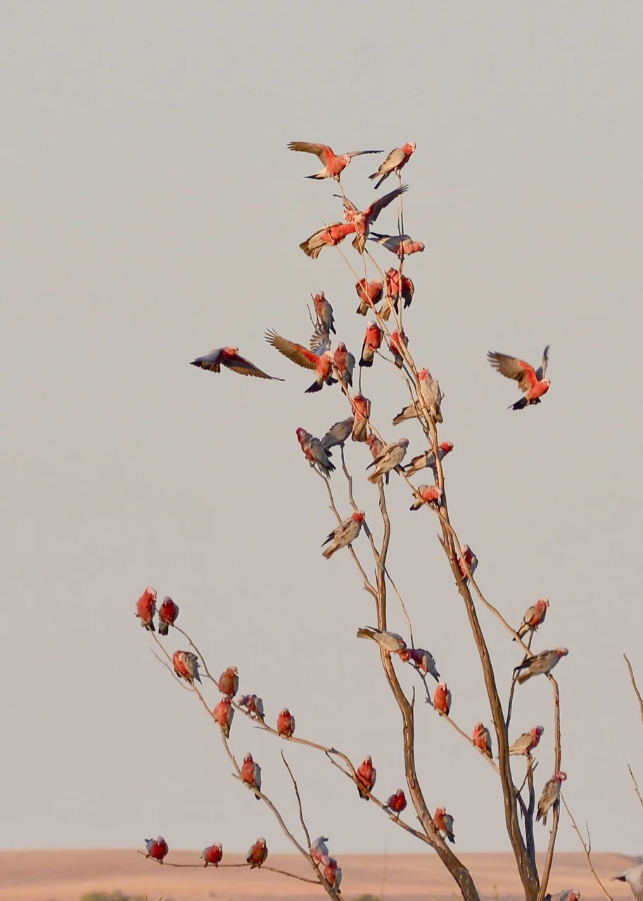 Pink galahs at sunset
