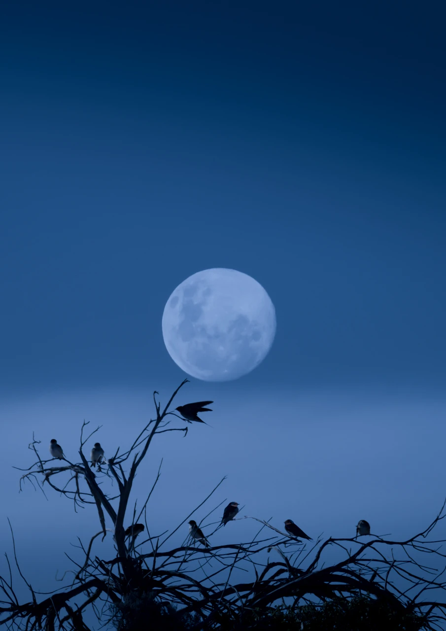 Moonlight and small birds waiting in the trees