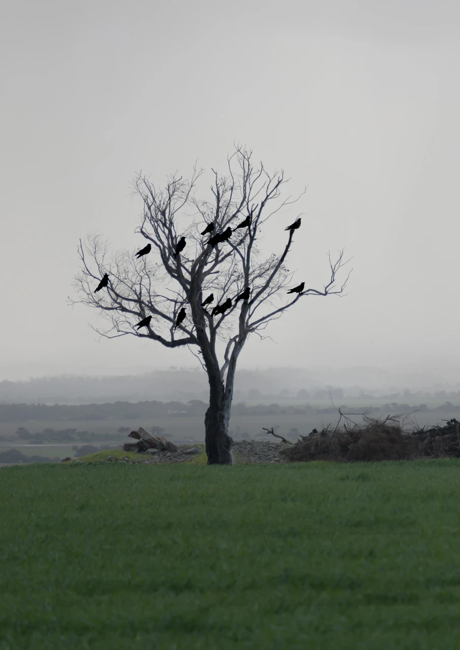 Ravens in an old tree in a green field