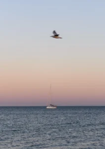 Seabird flies over a yacht