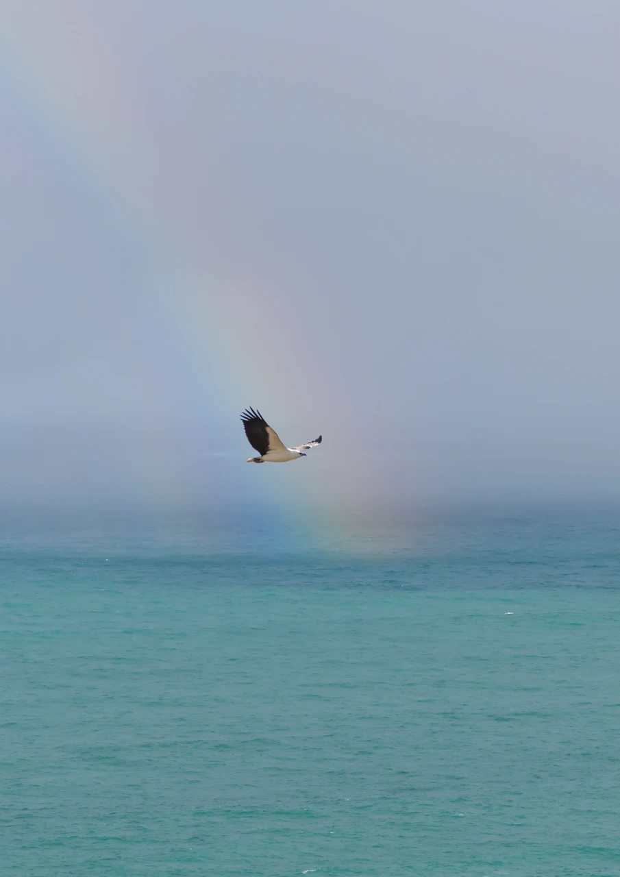 Sea eagle at Yorke Peninsula flying through a rainbow