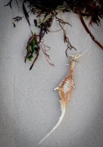 Sea horse lying in the sand