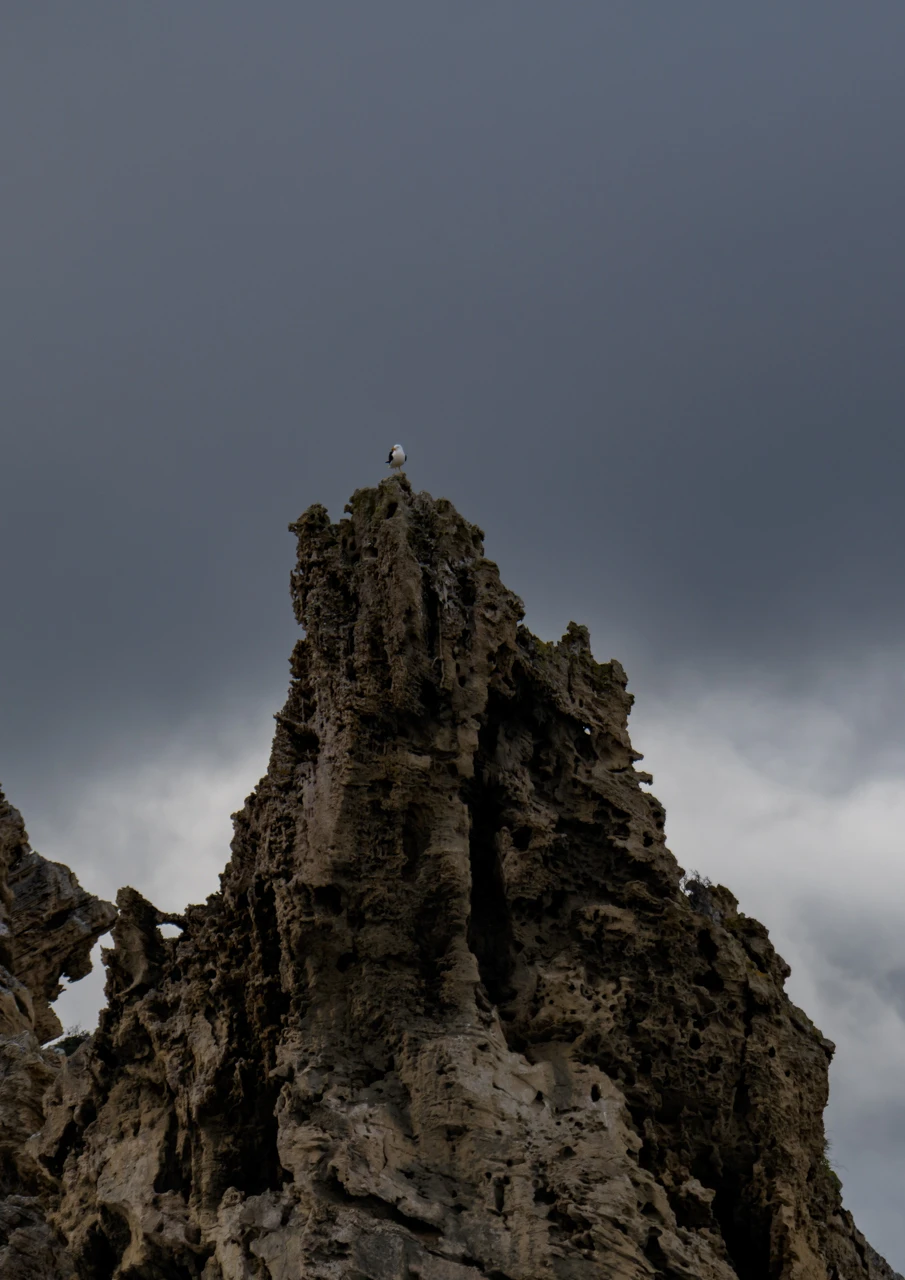 Seagull sits on Rhinos rock, Yorke Peninsula