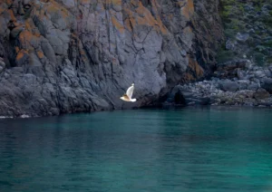 Seagull flies in Salmon Inlet Althorpe Island