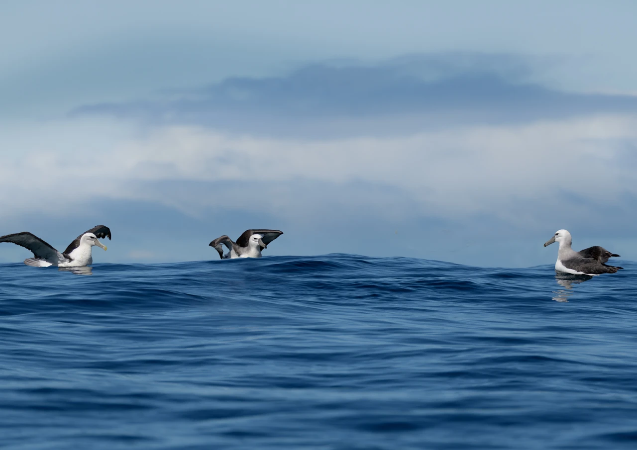 Shy albatross on the ocean while we were out fishing