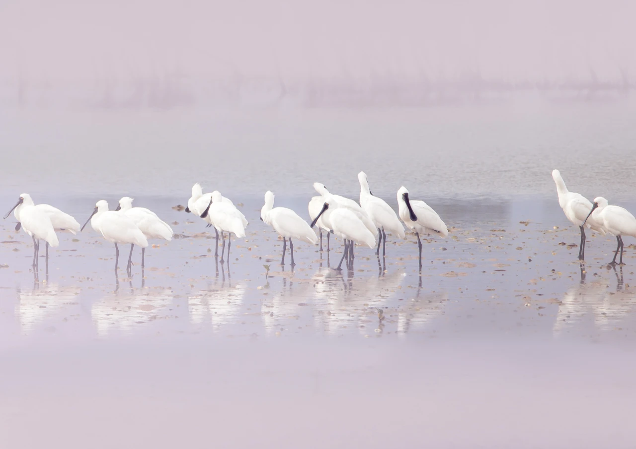 Spoonbills near the mangroves resting
