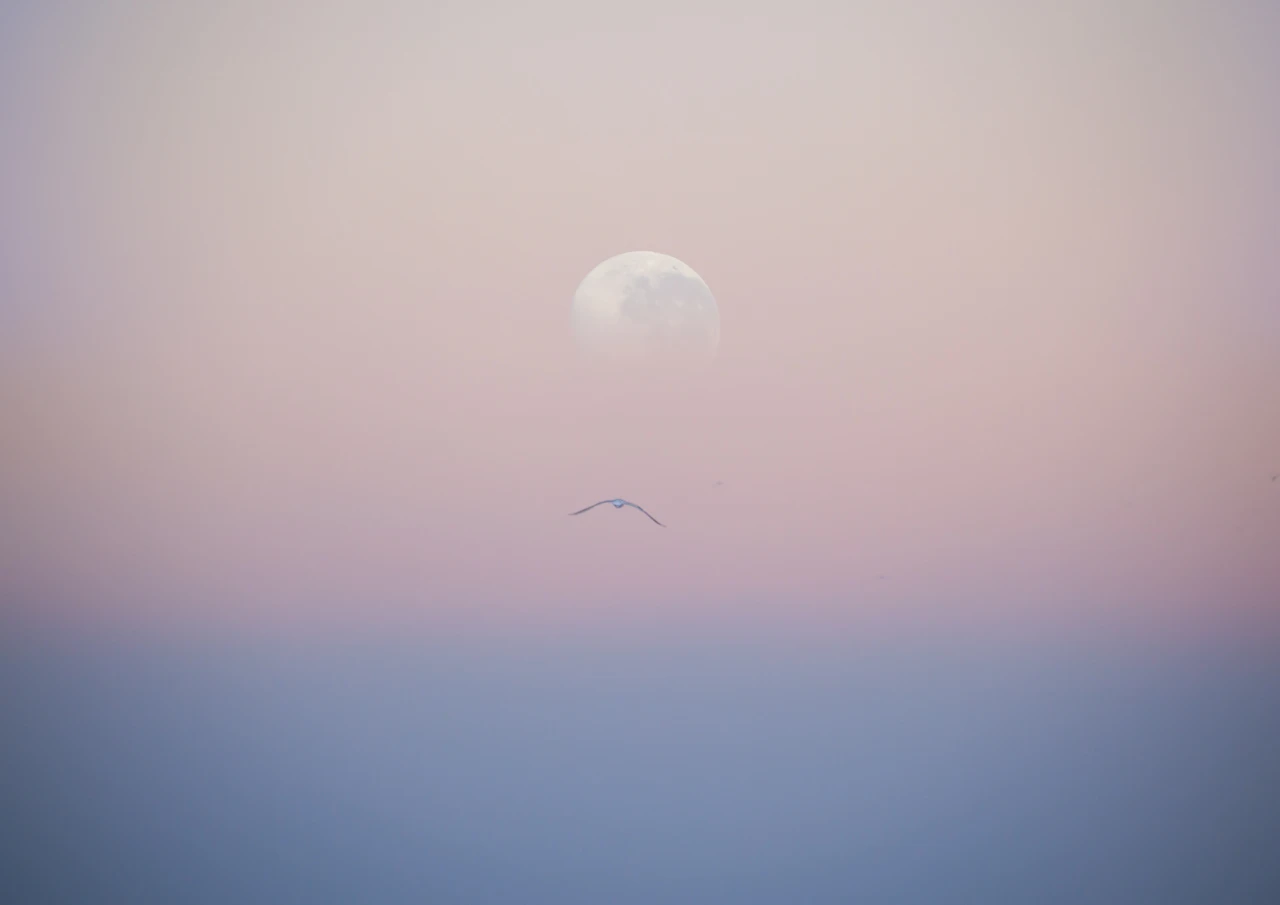 Spirit flying sea bird in the peaceful sky with moon coming up