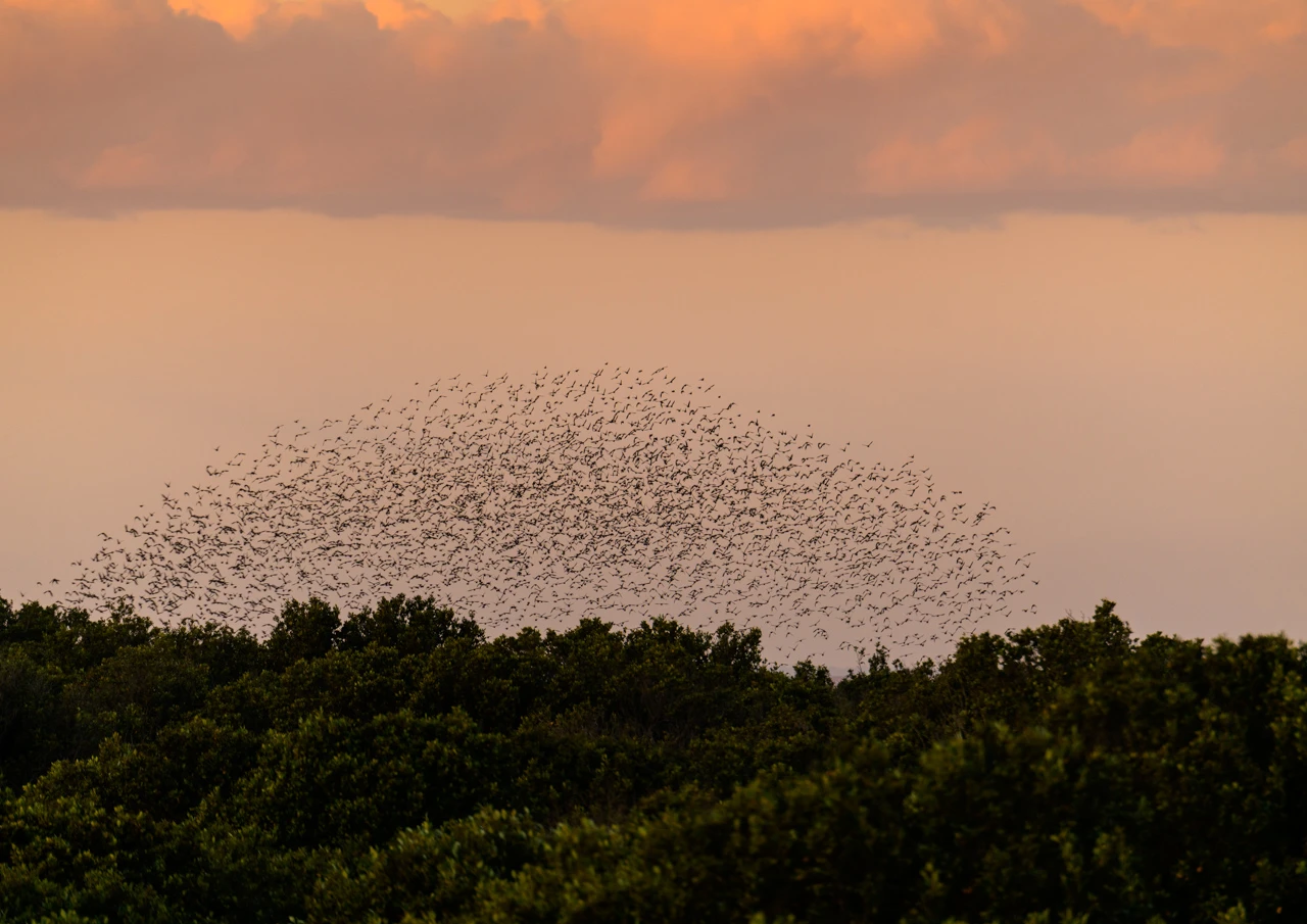Murmuration of starlings at Port Clinton mangroves.