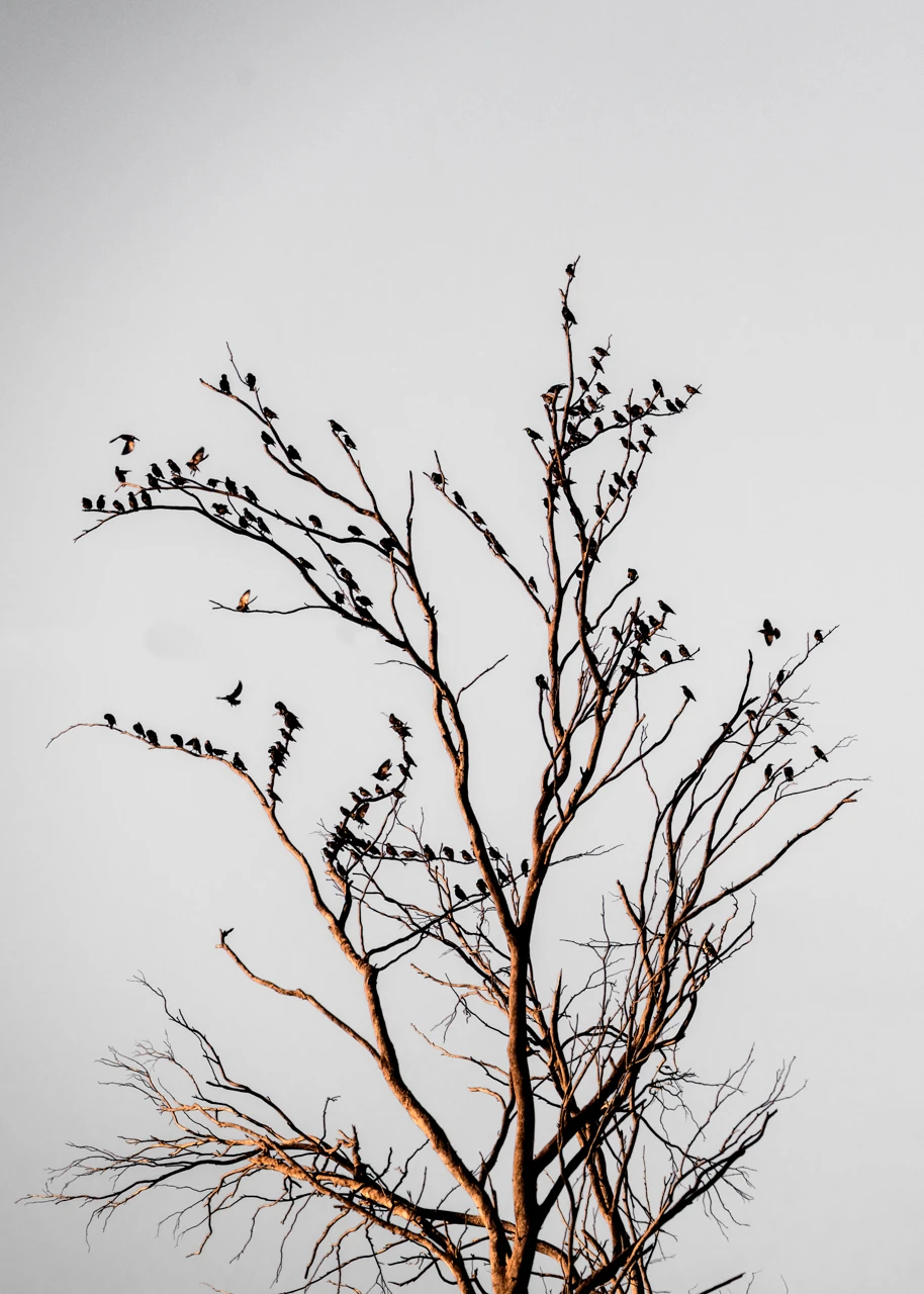 Many starlings perch in a old tree