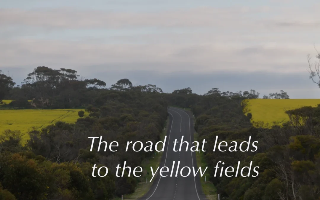 The canola fields of 2026