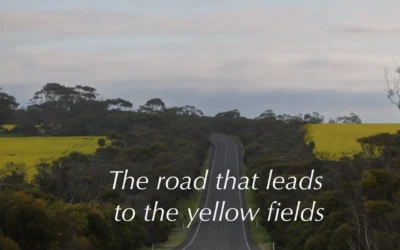 The canola fields of 2026