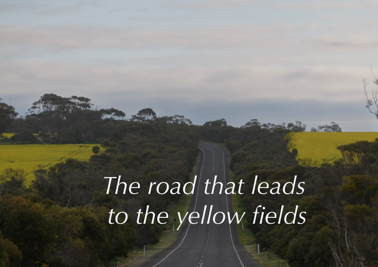 The road that leads to the canola fields