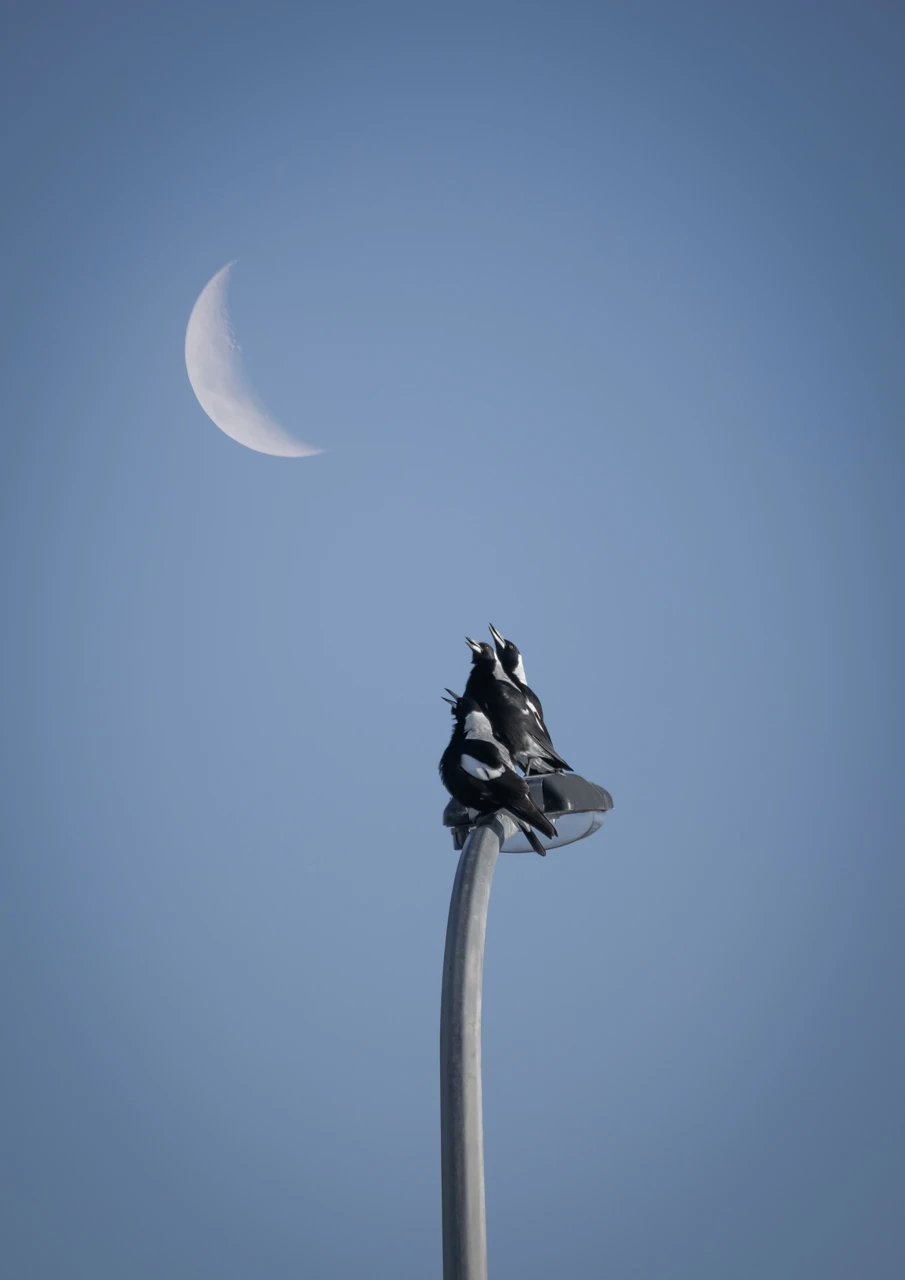 Three magpies sing together on a street light
