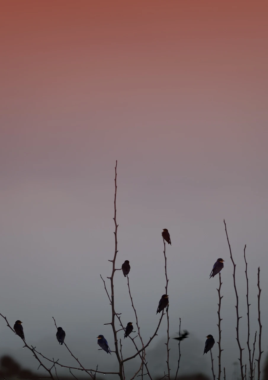 Tiny birds resting in an old tree