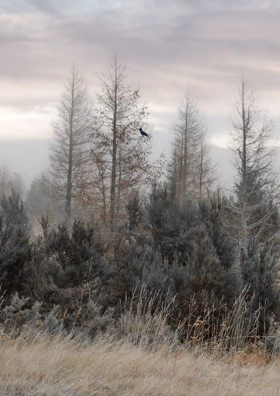 Trees in winter with crow sitting. Lyford ski area New Zealand.