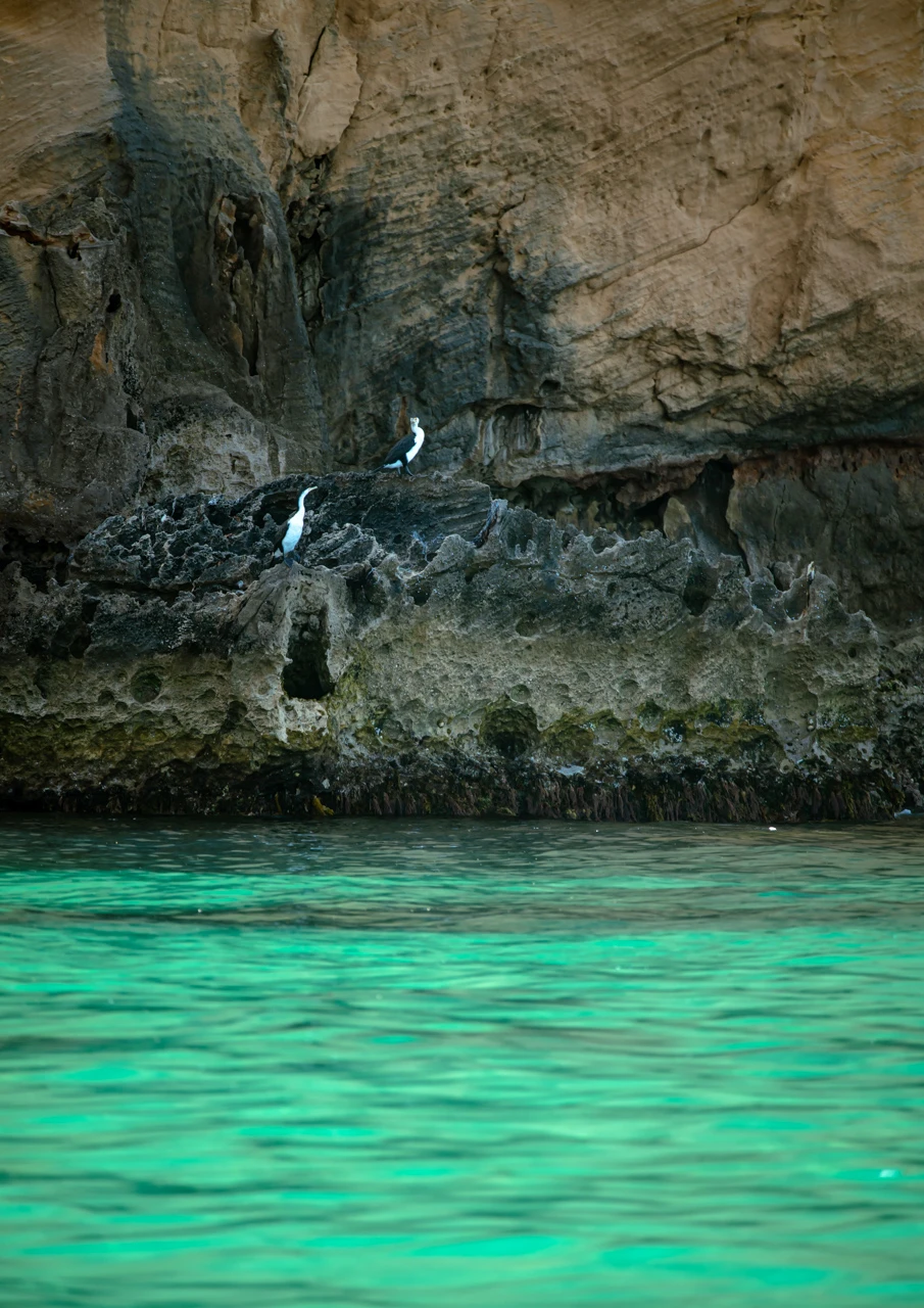 two shags at a remote beach rest on the sharp cliffs