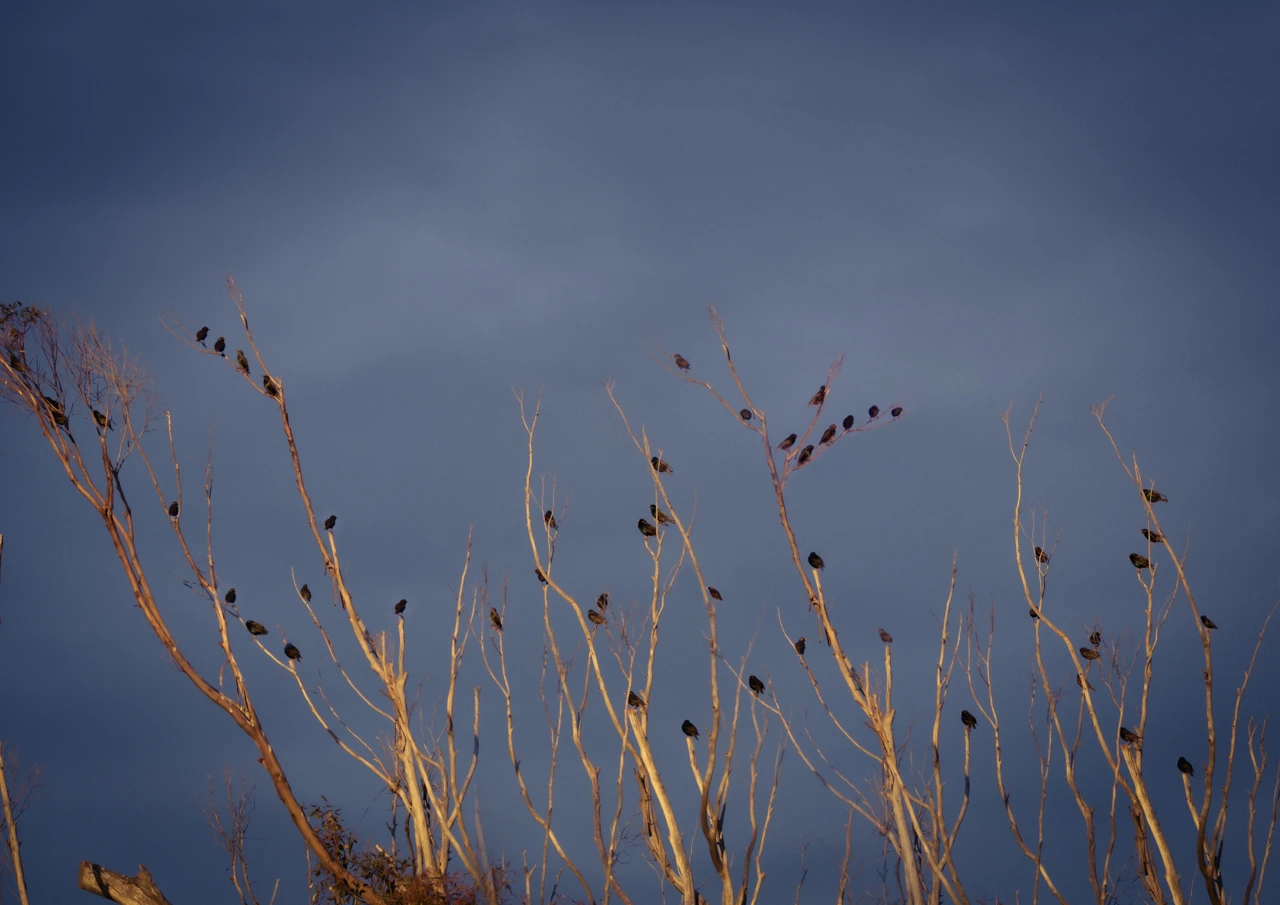 Starlings and the setting sun lights up the branches on the old tree