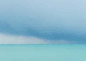 White bird in a turquoise ocean